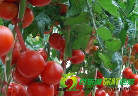 番茄病害防治技術 防治番茄四大病害